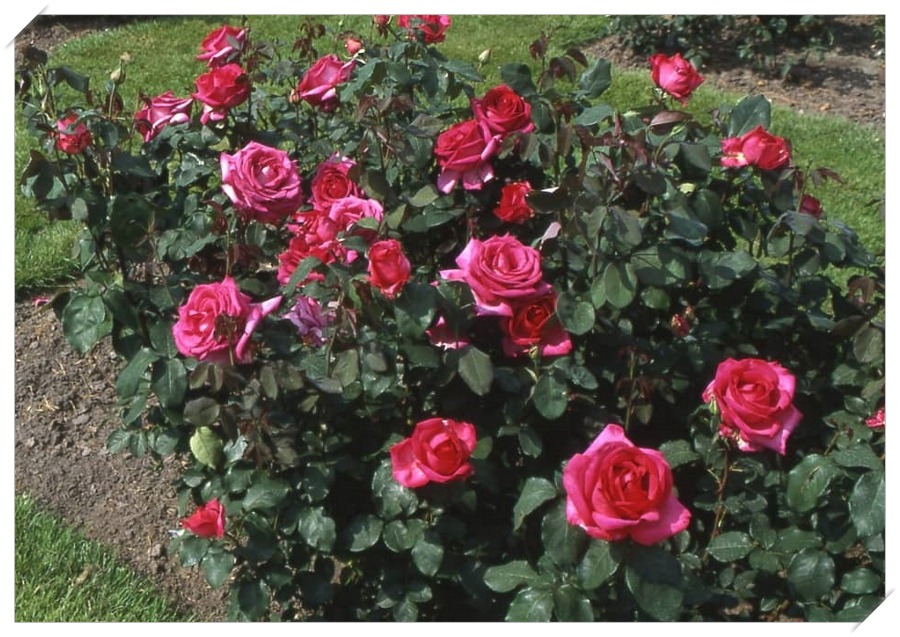 Parole róża wielkokwiatowa